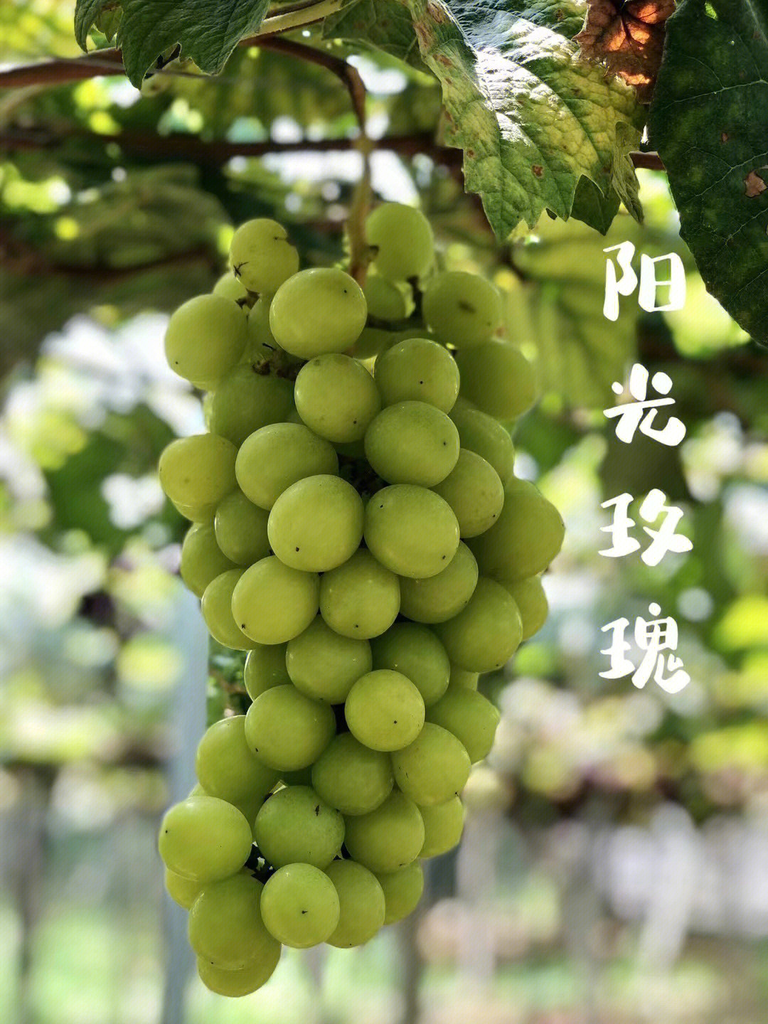 保加利亚王国-探秘神奇国度半岛