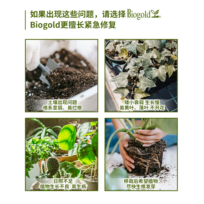 姬蕨怎么养_姬蕨是国家保护蕨类_蕨姬