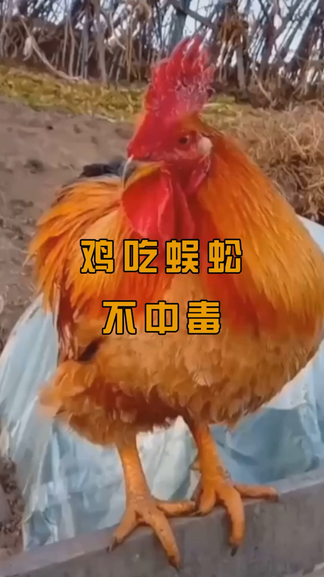 五毒教在现在哪个省_五毒教主蓝凤凰_五毒教