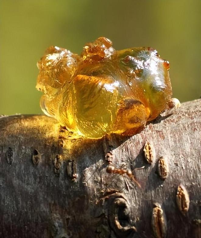 菊虫阴阳师值得培养吗_菊虫酯中毒_於菊虫