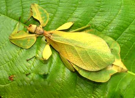 菊虫酯中毒_於菊虫_菊虫阴阳师值得培养吗
