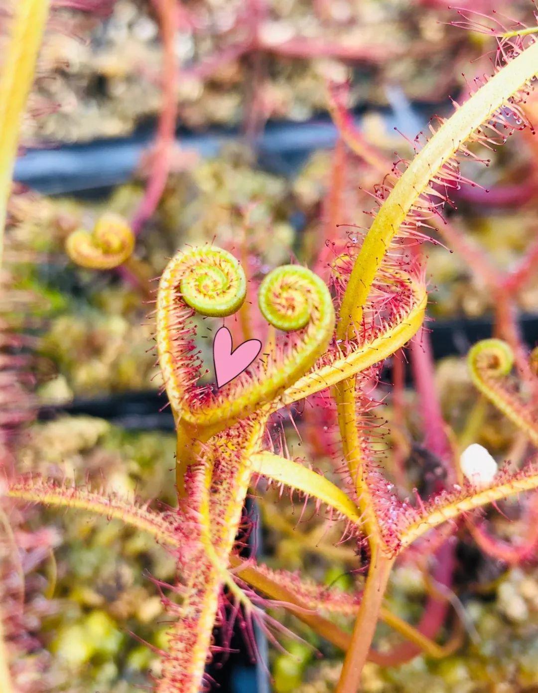 於菊虫_菊虫阴阳师值得培养吗_菊虫酯中毒