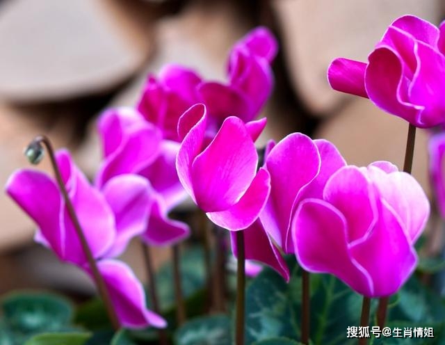何为解忧唯有暴富_暴富解忧下一句_何以解忧唯有暴富图片