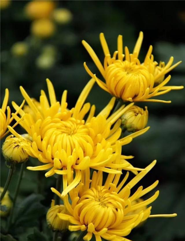 小菊的秋天小菊_杨小菊_墨小菊
