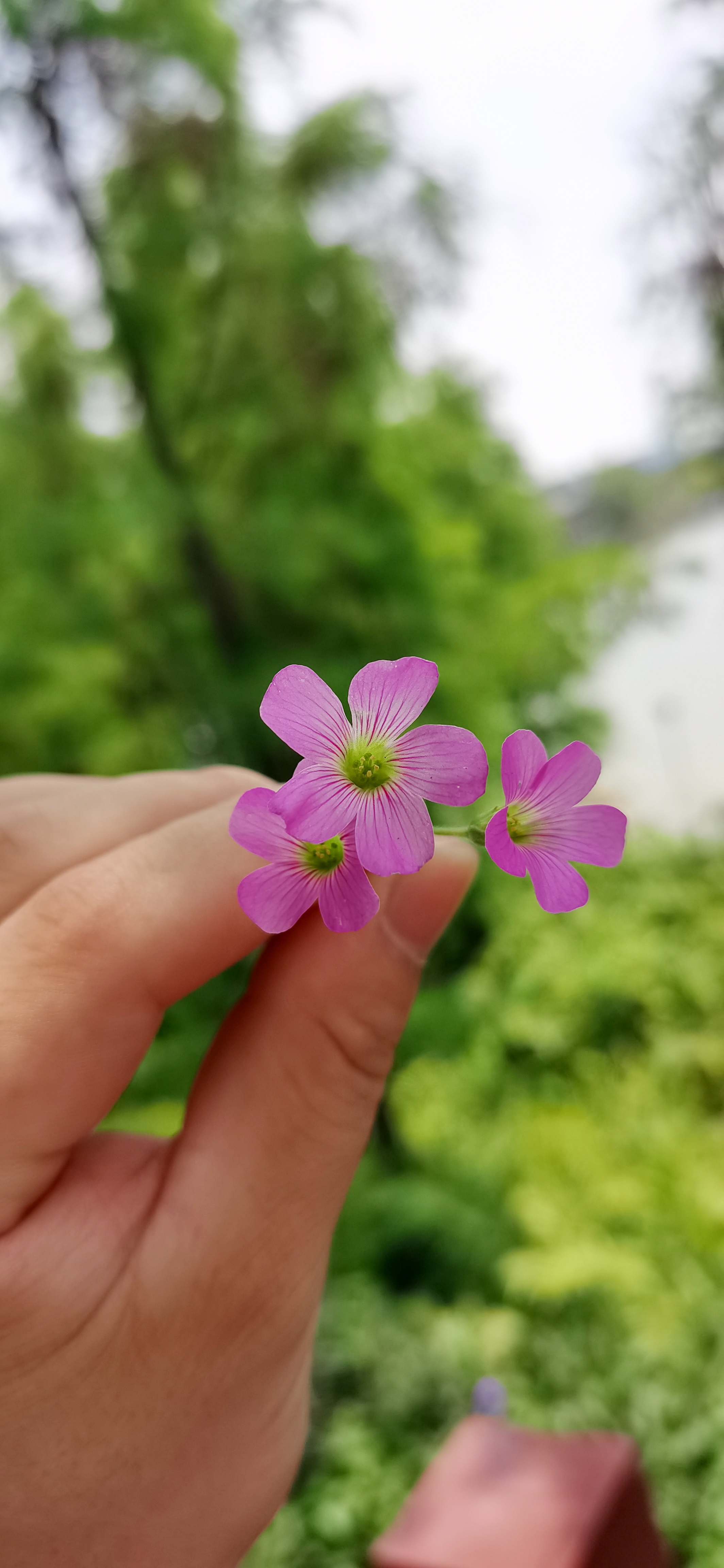 华为好还是苹果好_华为好望_华为nova9和nova8哪个好