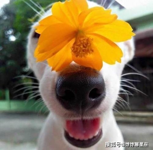 爱思助手刷机_苹果手机用爱思助手刷机_刷机助手