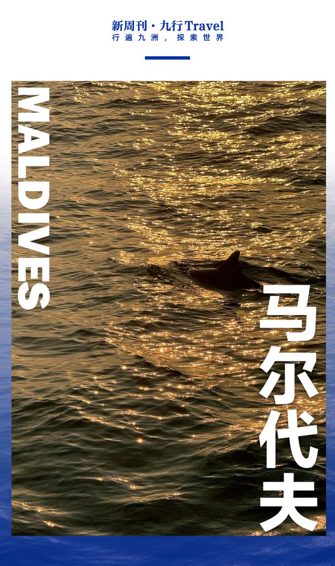 蝠鲼_蝠鲼_蝠鲼