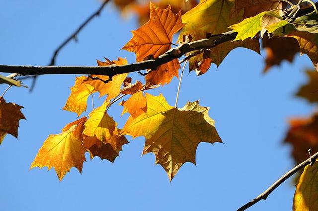 春节日期农历_今日日期农历_农历日期