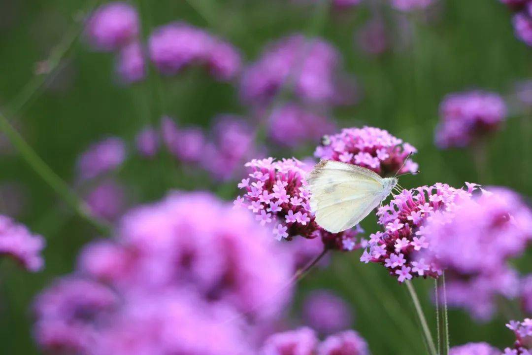 里见灯花_灯花入夜开_里见灯花和环