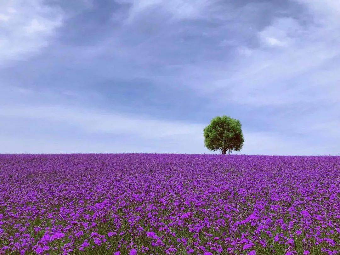 灯花入夜开_里见灯花和环_里见灯花