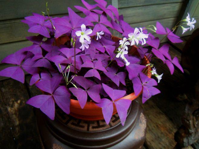 里见灯花和环_灯花入夜开_里见灯花