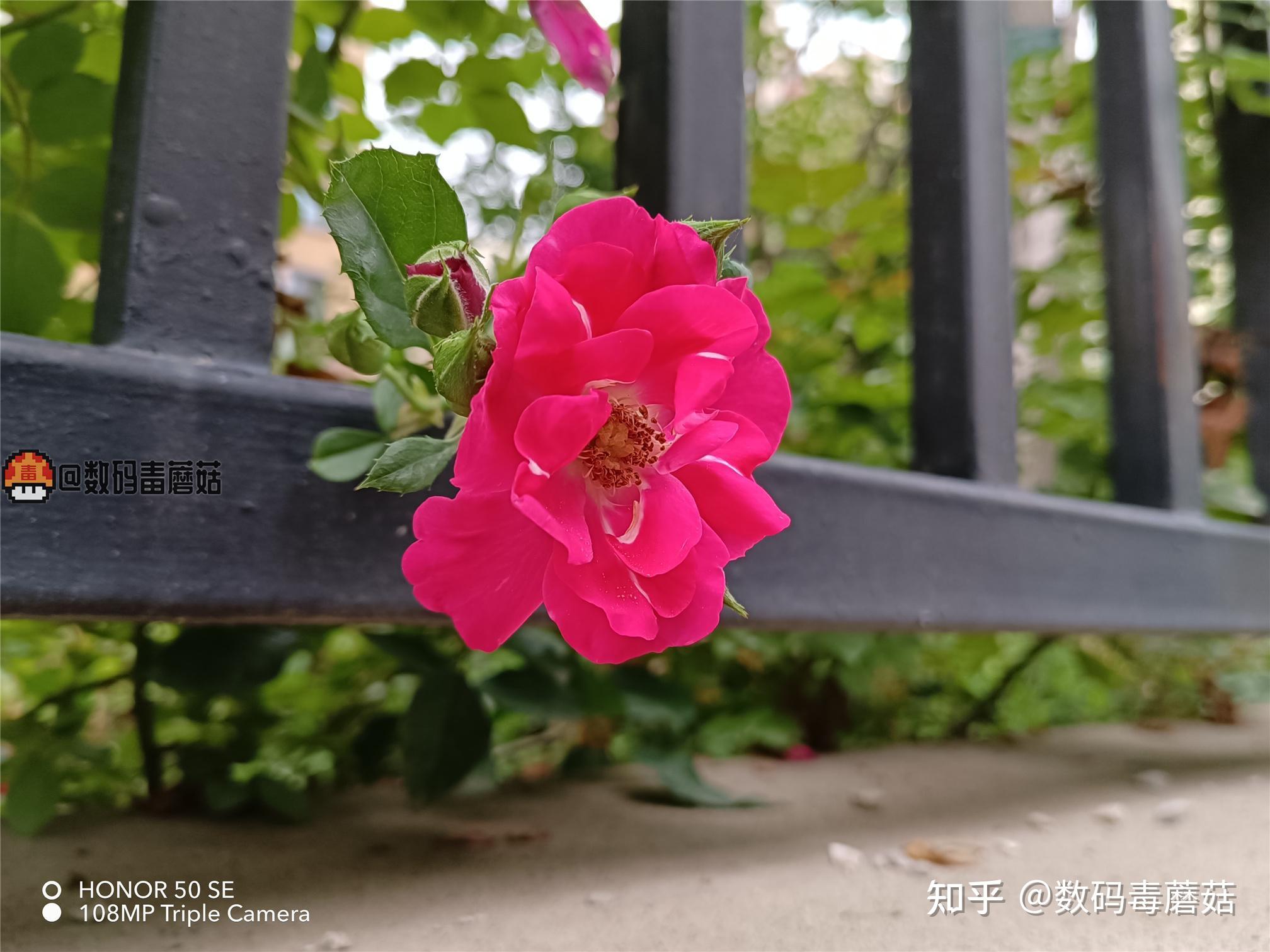 13por高刷怎么设置_13pm怎么设置高刷_苹果13pro高刷怎么设置